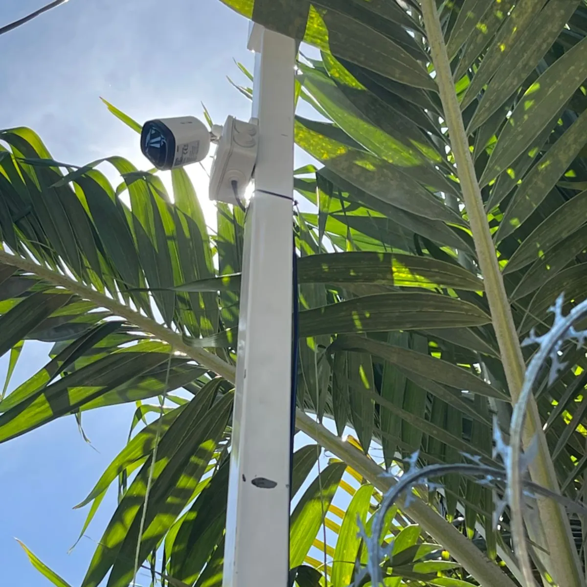 Cámara de seguridad en un poste junto a una palmera